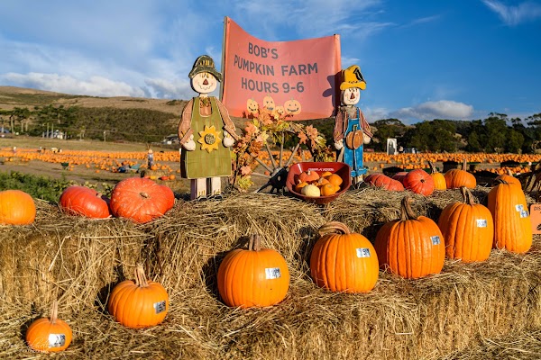 Bob's Vegetable Stand & Pumpkin Farm 1