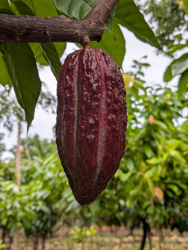 Kamananui Cacao Orchards