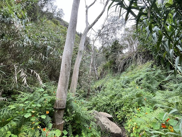 Sendero del Álamo