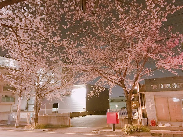 桜満開の坂道