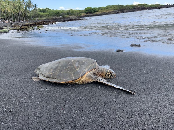Punalu'u Black Sand Beach 4