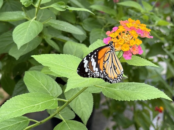 Butterfly Garden