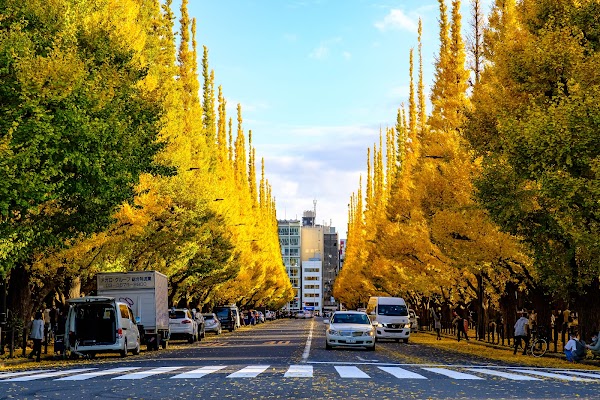 Meiji Jingu Gaien Gingko Avenue 5
