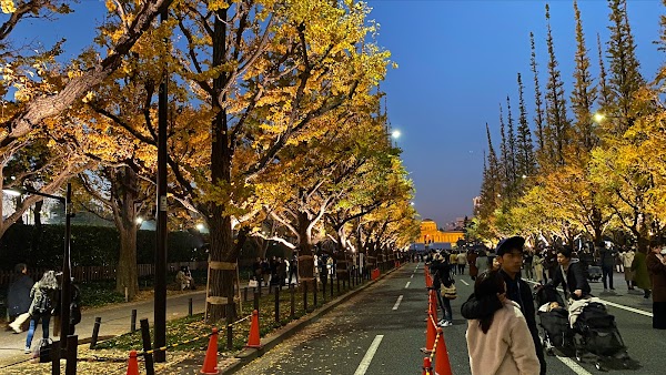 Meiji Jingu Gaien Gingko Avenue 4