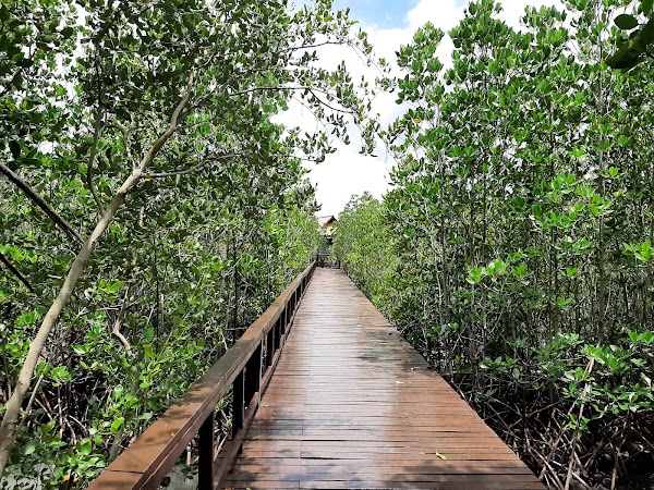 Mangrove Forest Park