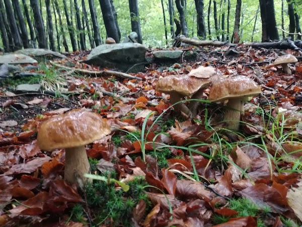Parco Nazionale dell'Appennino Tosco-Emiliano 3