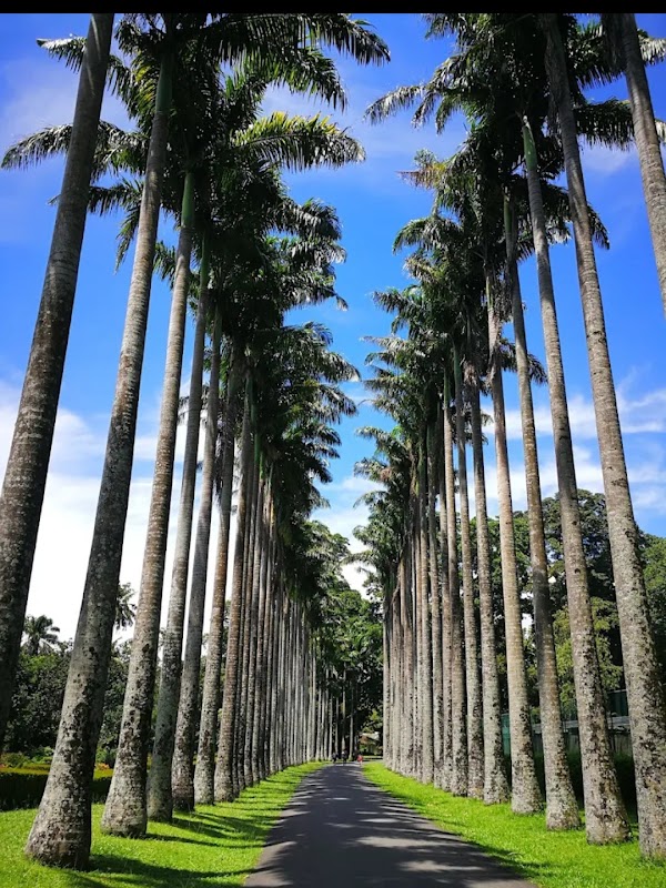 Royal Botanic Gardens, Peradeniya 5