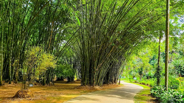 Royal Botanic Gardens, Peradeniya 3