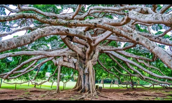 Royal Botanic Gardens, Peradeniya 2
