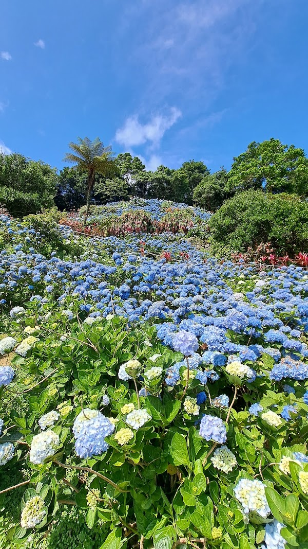 Hydrangea Garden Yohena
