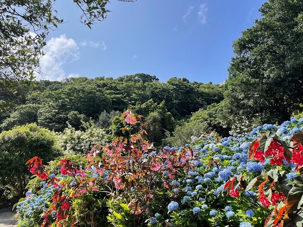 Hydrangea Garden Yohena 5