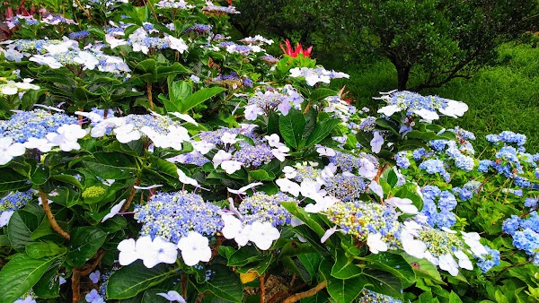 Hydrangea Garden Yohena 2