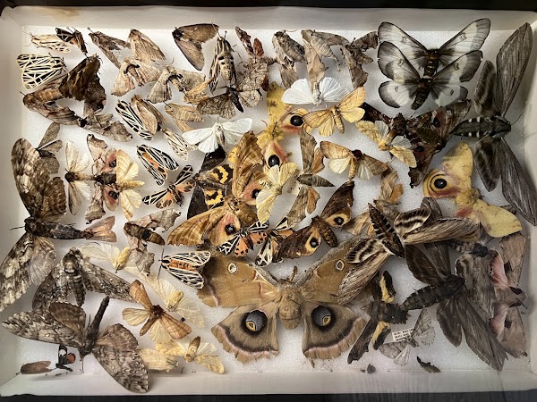 The Insect Asylum 4
