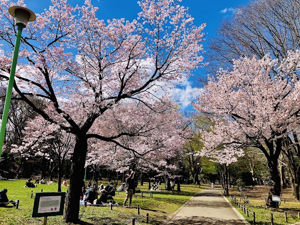Maruyama Park 5
