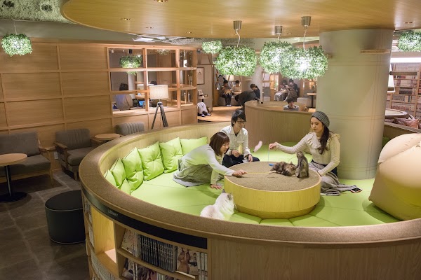 Cat Cafe MOCHA Lounge Shinjuku