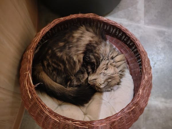 Cat Cafe MOCHA Lounge Shinjuku 5