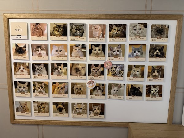Cat Cafe MOCHA Lounge Shinjuku 4
