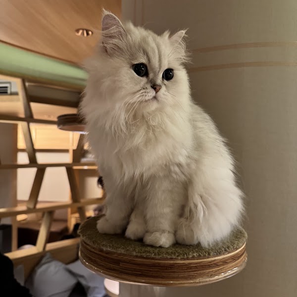 Cat Cafe MOCHA Lounge Shinjuku 3