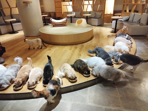 Cat Cafe MOCHA Lounge Shinjuku 2