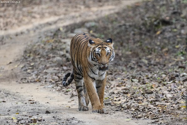 Jim Corbett National Park