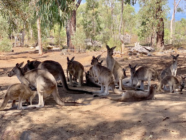 John Forrest National Park 3