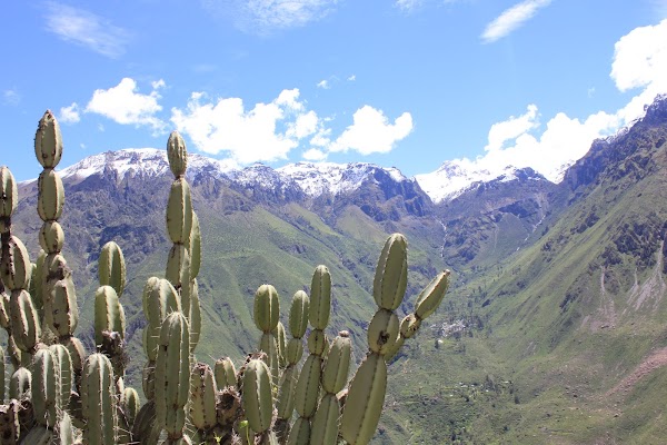 Colca Canyon 5