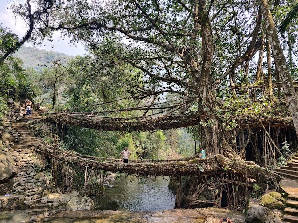 Double Decker Living Root Bridge Meghalaya