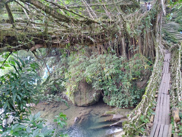 Double Decker Living Root Bridge Meghalaya 4