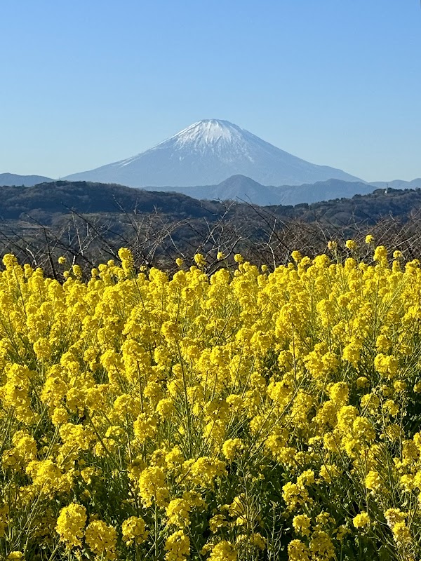 Japan 58