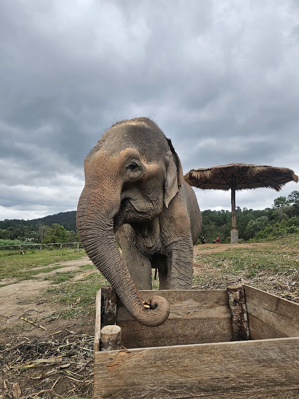Ethical elephant sanctuary chiangmai by Big Boy 1