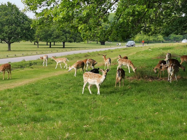 Richmond Park 6