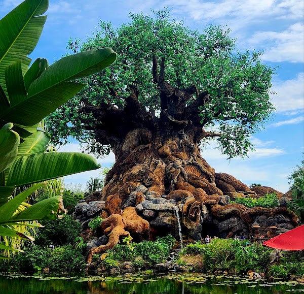 Disney's Animal Kingdom Theme Park 1