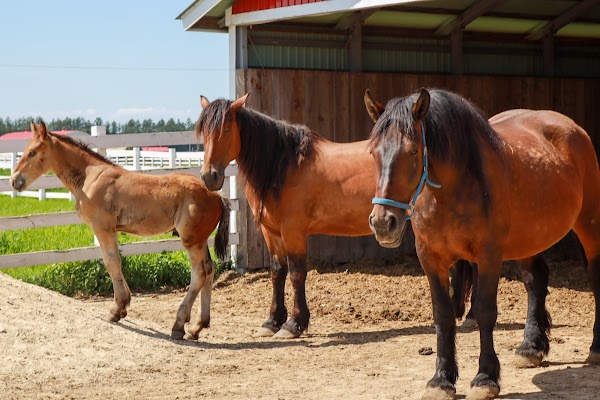 Banei Tokachi Ranch 4