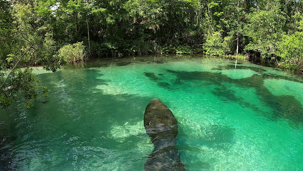 Weeki Wachee River 2