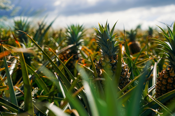 Maui Gold Pineapple 1