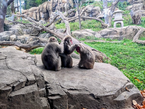 Regenstein Macaque Forest 5