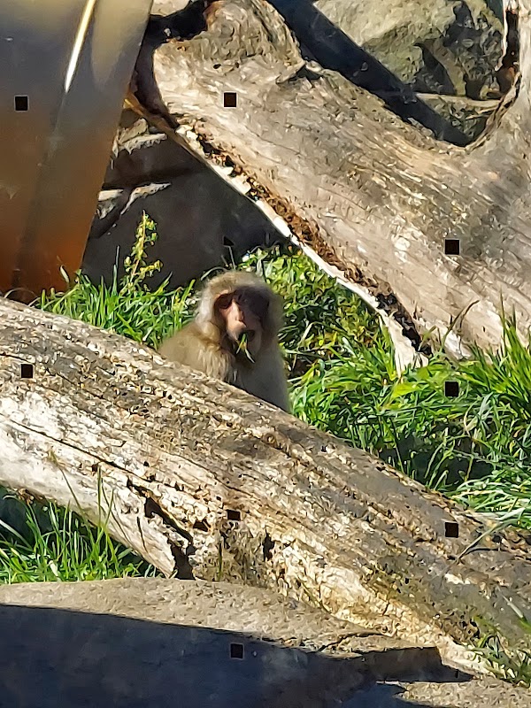Regenstein Macaque Forest 4