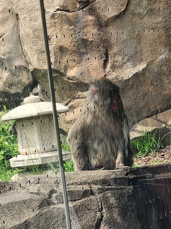 Regenstein Macaque Forest 3