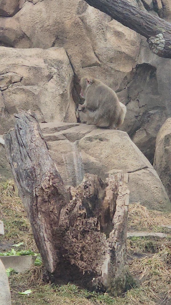 Regenstein Macaque Forest 2