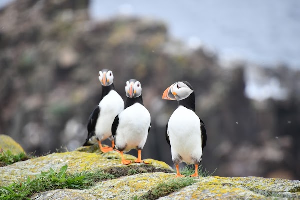 Elliston Puffin Viewing Site