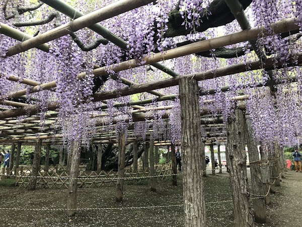 牛島のフジ(2026年は4月11日開園) 5