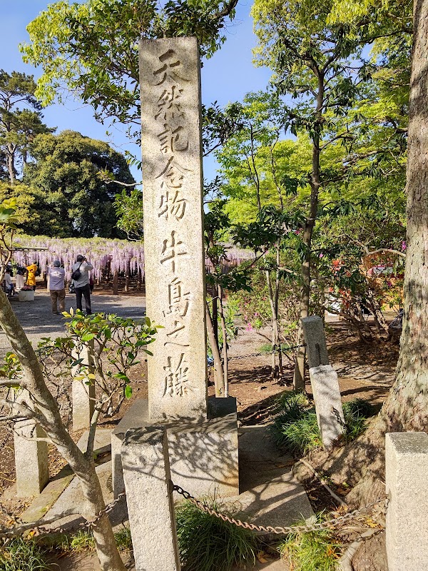 牛島のフジ(2026年は4月11日開園) 4