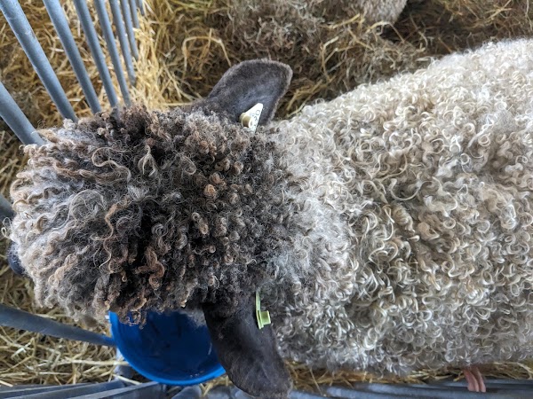 Sheep & Wool Festival