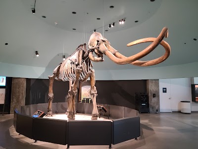 La Brea Tar Pits and Museum 2