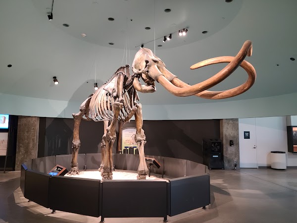 La Brea Tar Pits and Museum 1