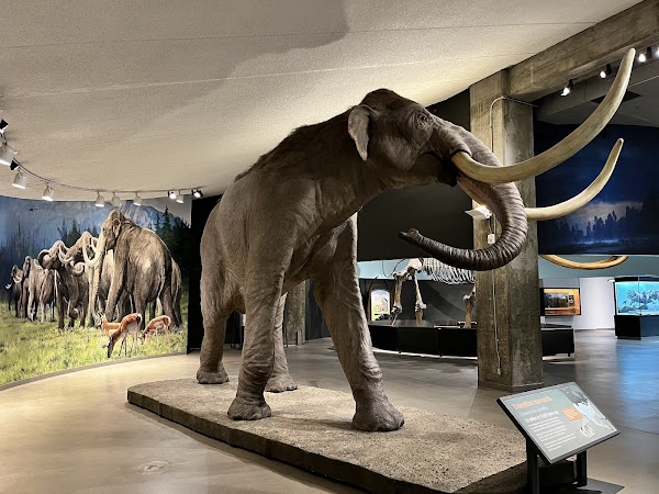 La Brea Tar Pits and Museum 6
