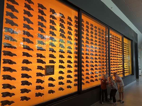 La Brea Tar Pits and Museum 4
