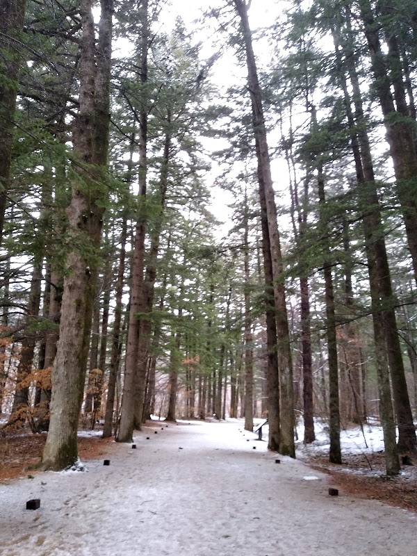 Woljeongsa Temple & Fir Tree Forest 3