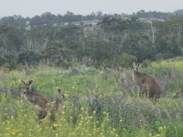 Plenty Gorge Park (Parks Victoria) 2