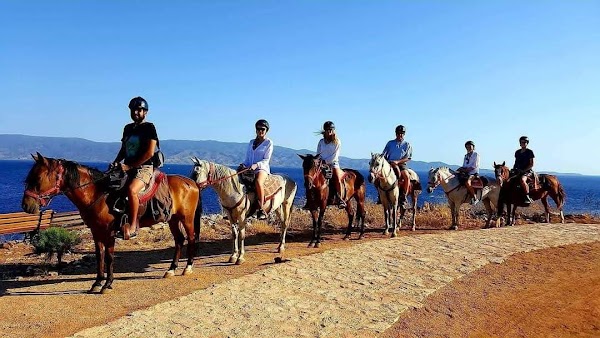 Harriets Hydra Horses